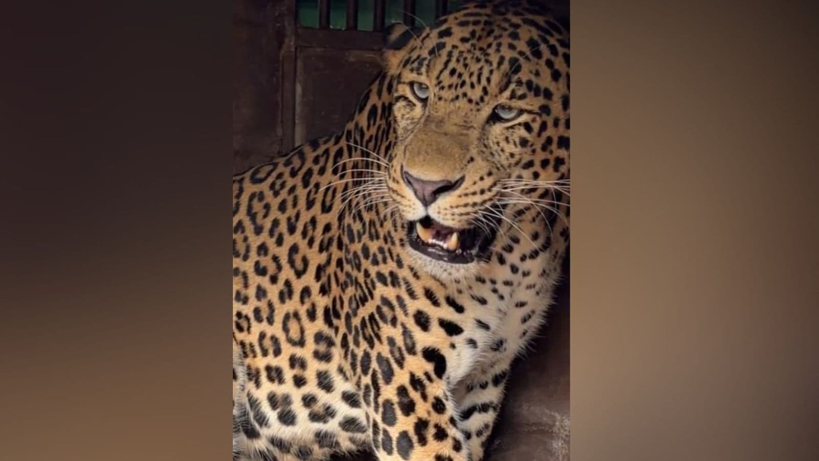 Man Eater Leopard Captured Pune Shirur