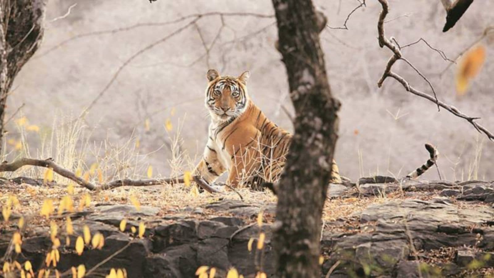 Tiger Kills Labourer At Nahargarh Park Enclosure Official Suspended